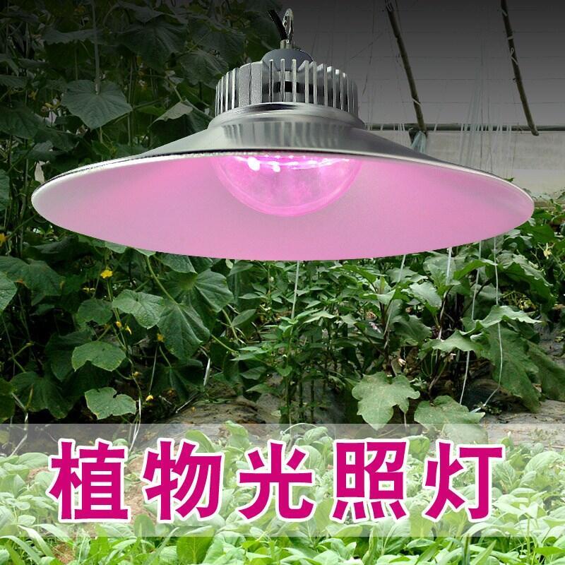 30W植物照明工礦燈 全光譜led植物生長燈 大棚植物補光燈 藍莓生長燈