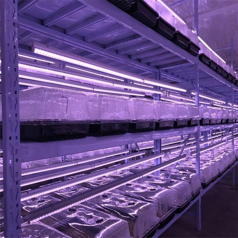 led植物燈廣泛用于那些領域？