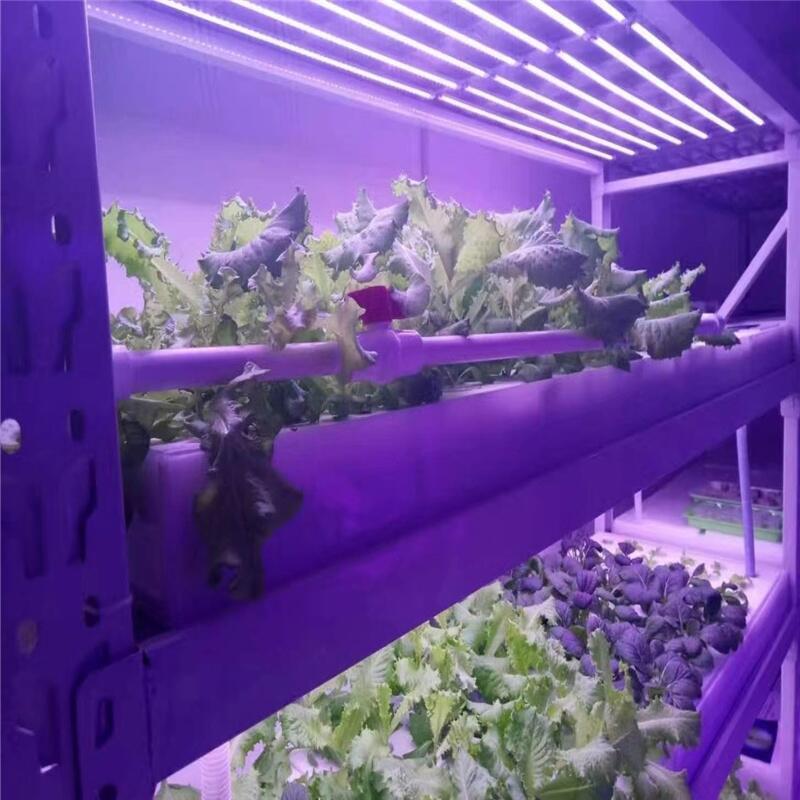 led植物生長(zhǎng)燈價(jià)格是多少？深圳宏陽(yáng)照明專業(yè)生產(chǎn)和銷售植物燈廠家