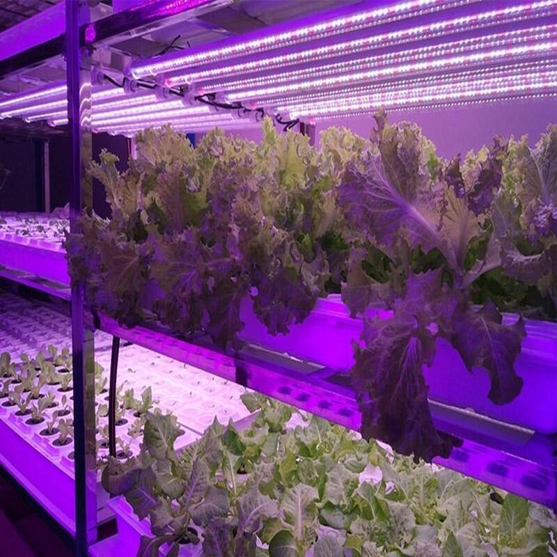 led植物燈發(fā)出的光對人體有害嗎？