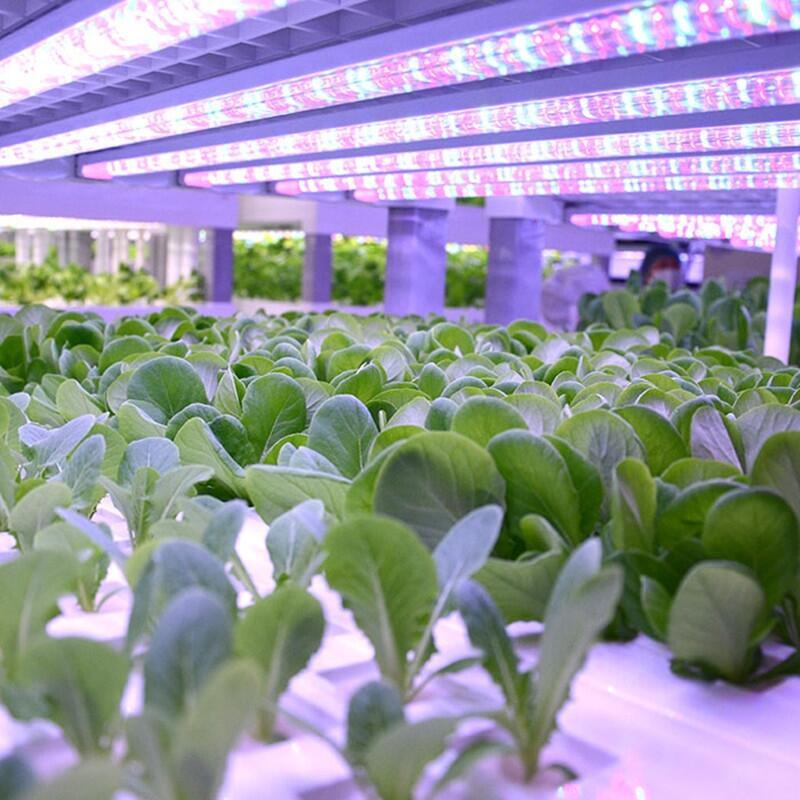 北京led植物生長(zhǎng)燈 植物led生長(zhǎng)燈 植物生長(zhǎng)燈led led植物生長(zhǎng)燈 led植物燈管