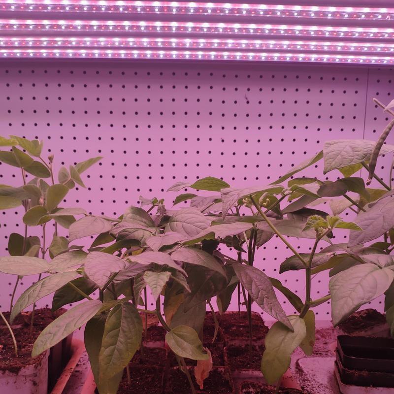 東營(yíng)led植物生長(zhǎng)燈 全光譜led植物生長(zhǎng)燈價(jià)格 植物生長(zhǎng)燈多少錢？