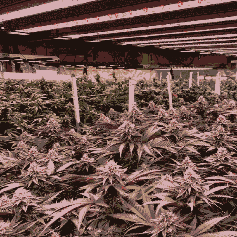 深圳八爪魚植物補(bǔ)光燈質(zhì)量做的好有幾家？