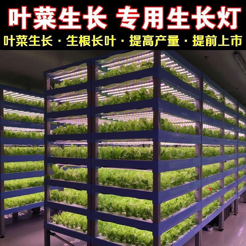 青島led植物生長(zhǎng)燈 植物led生長(zhǎng)燈 植物生長(zhǎng)燈led led植物生長(zhǎng)燈 led植物燈管