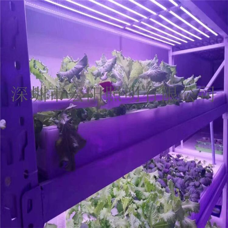 深圳植物燈管廠家供應(yīng)2.4米36W植物燈管 T8植物生長燈管 led植物生長燈管