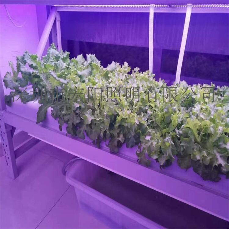 巢湖植物生長燈管 六安植物燈管 池州LED植物燈