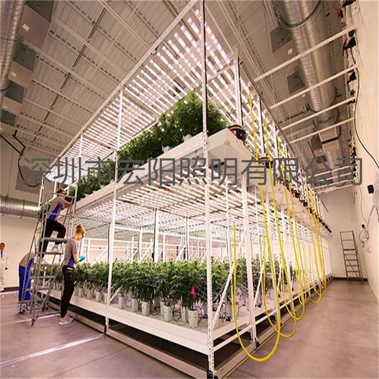 led植物照明公司供應(yīng)植物照明燈具美國麻藥生長燈 