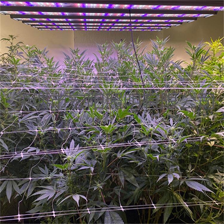 植物燈廠家供應(yīng)600W折疊款八爪魚植物燈 600W麻藥種植燈 LED植物生長燈 