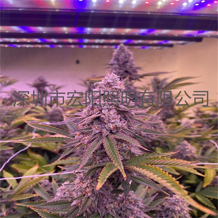 泰國麻藥補(bǔ)光燈 1000W麻藥種植燈 泰國麻藥生長燈廠家