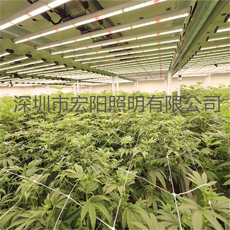 石巖植物燈廠家,供應(yīng)質(zhì)保五年八爪魚植物燈 三星燈珠植物燈