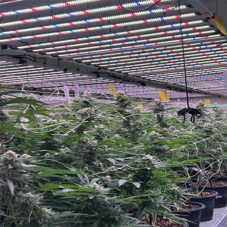 深圳植物生長燈廠家 溫室植物種植燈 出口美國植物補光燈