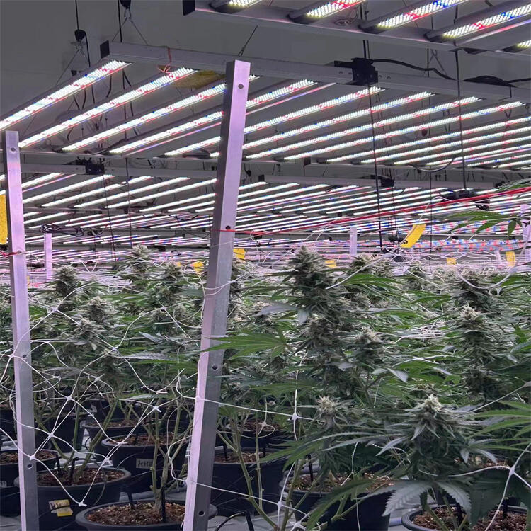 led植物燈廠家生產(chǎn)泰國大棚植物生長燈 雙清含稅到泰國農場植物燈